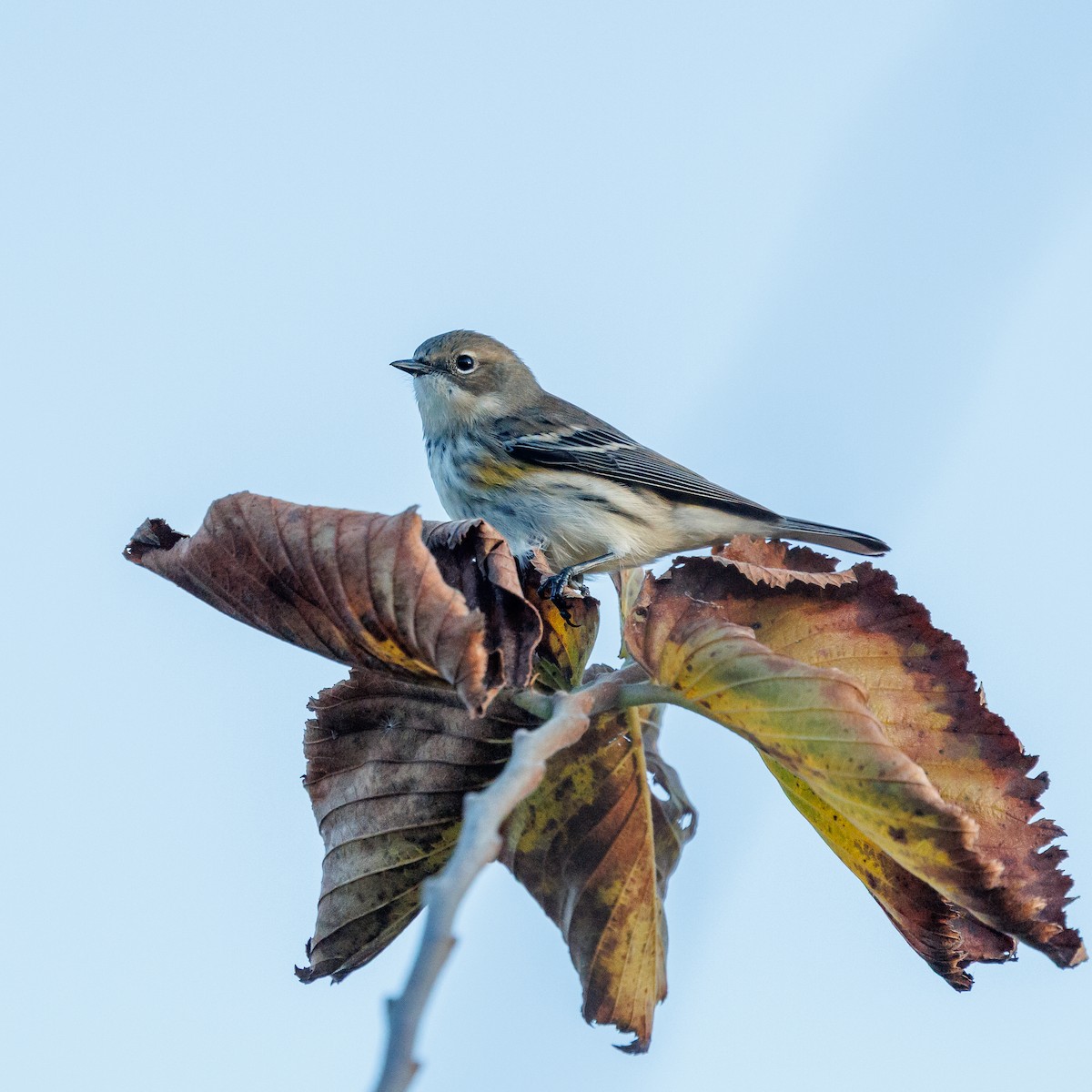Yellow-rumped Warbler - ML644492950