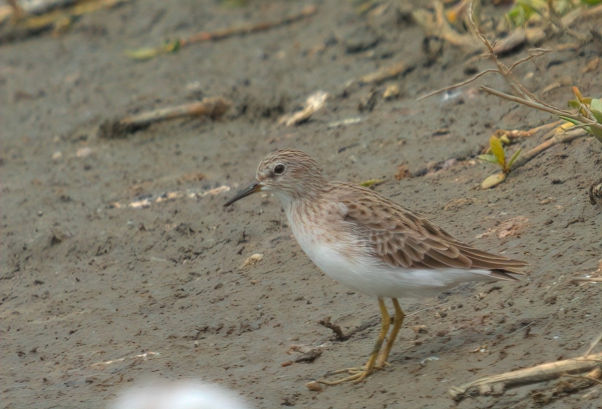 Савар элсэг - ML644492962