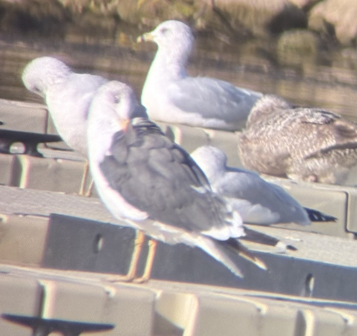 Бэсрэг цахлай - ML644492965