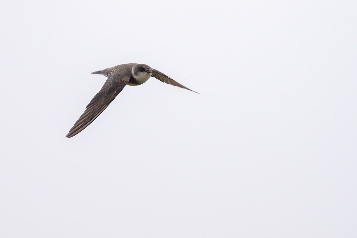 Bank Swallow - ML644492967