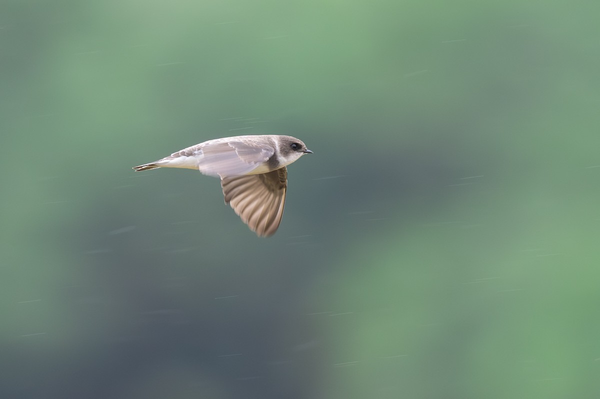 Bank Swallow - ML644492969