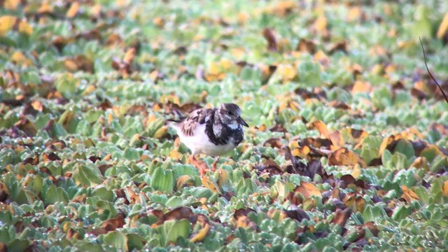 Ruddy Turnstone - ML644492973