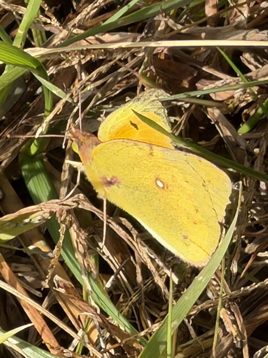 Clouded Sulphur - ML644492980