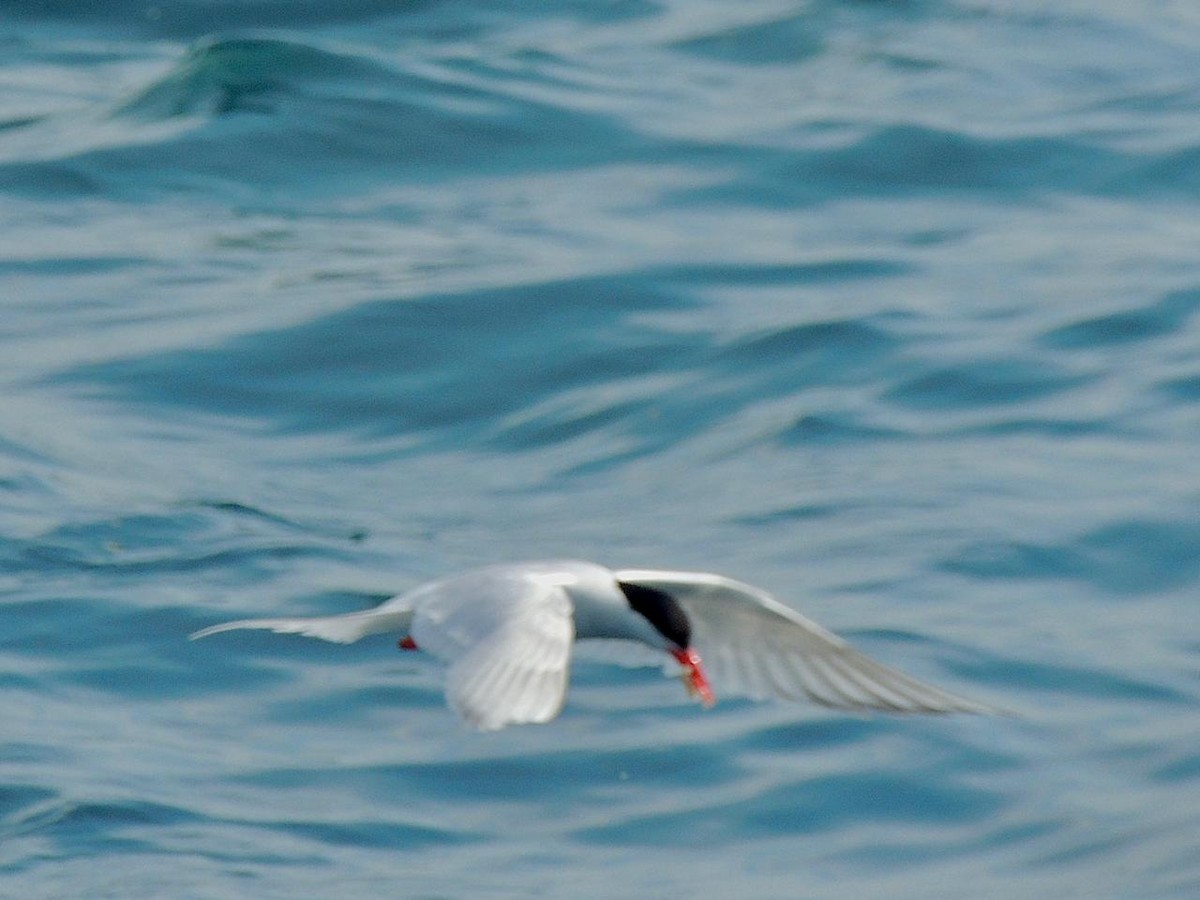 South American Tern - ML644492981