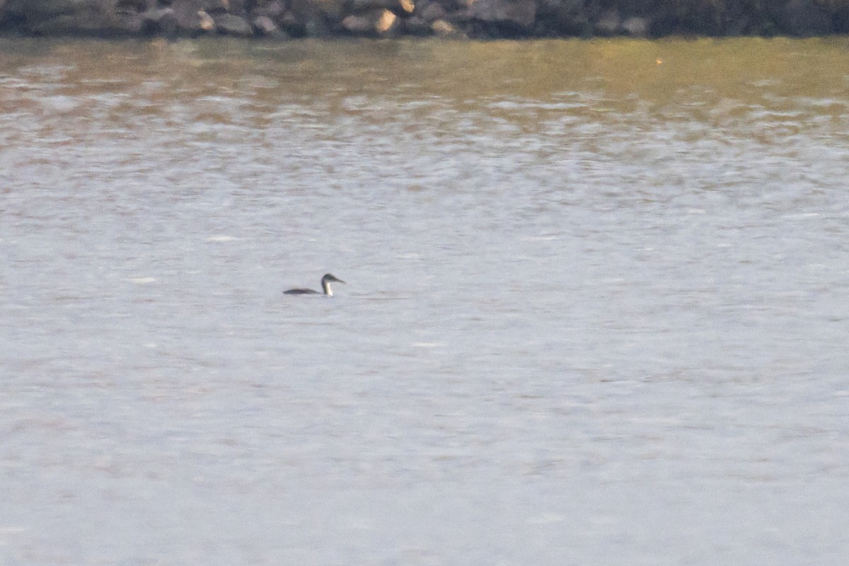 Somormujo Cuellirrojo - ML644492994