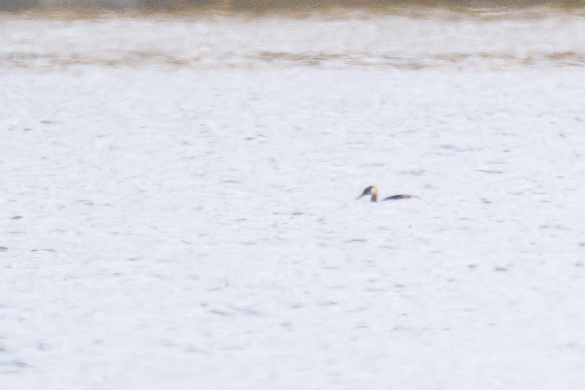 Somormujo Cuellirrojo - ML644492995