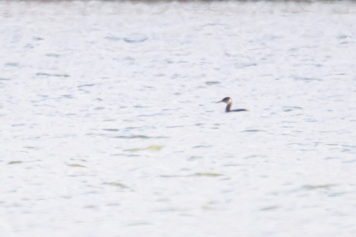 Somormujo Cuellirrojo - ML644492996