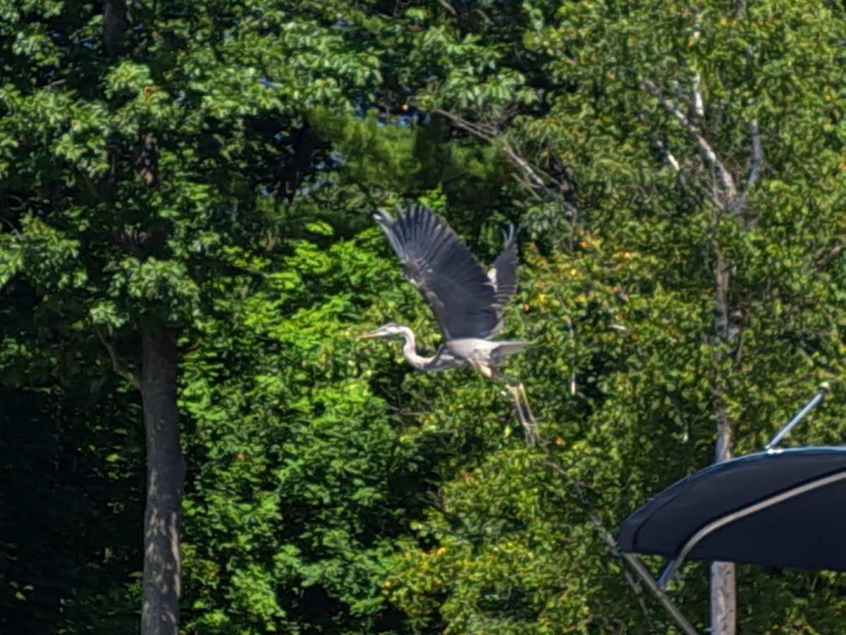 Great Blue Heron - ML644492997
