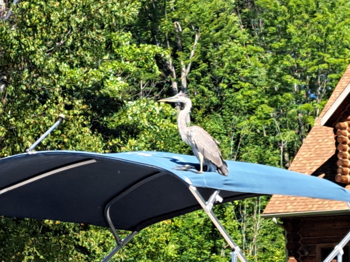 Great Blue Heron - ML644492998
