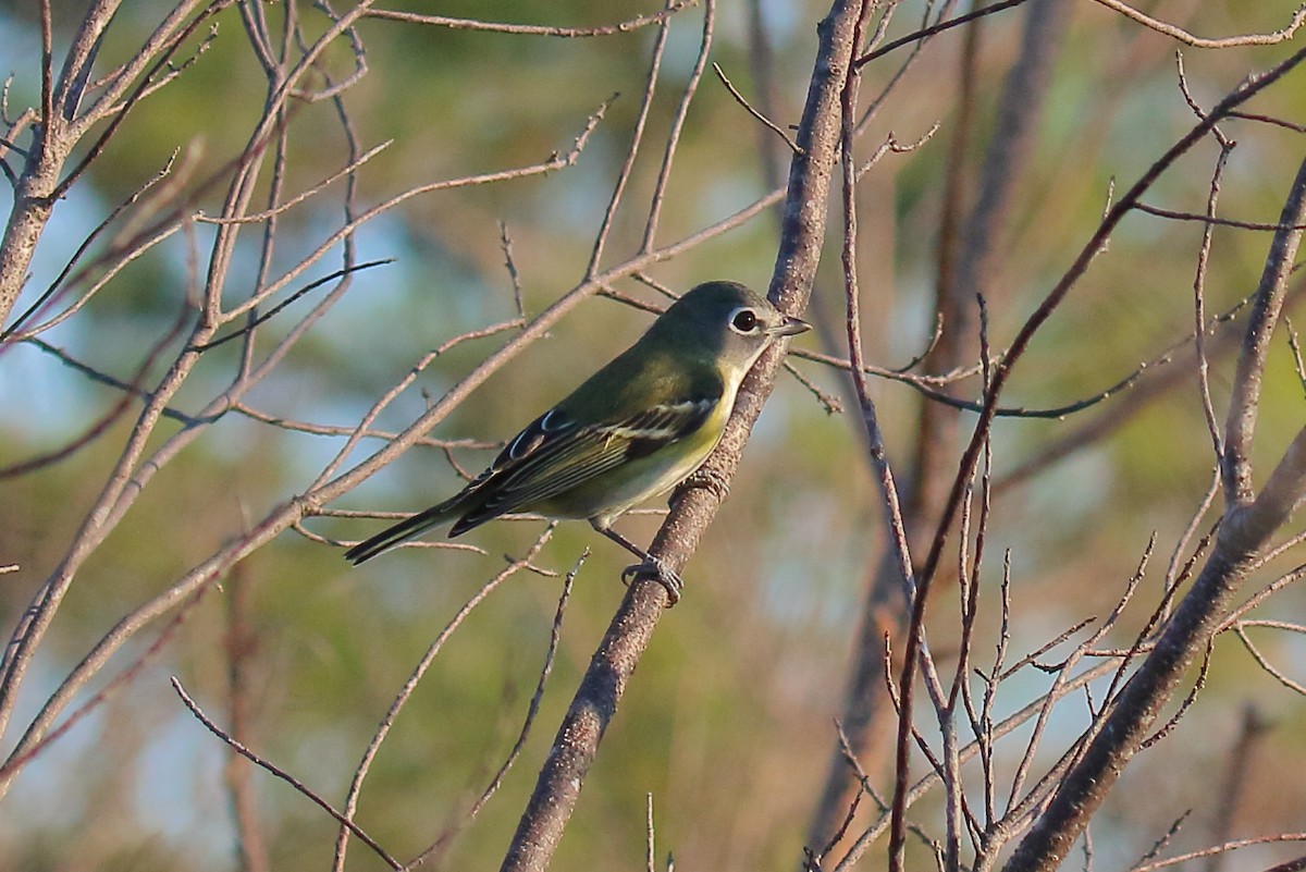 Blue-headed Vireo - ML644493002
