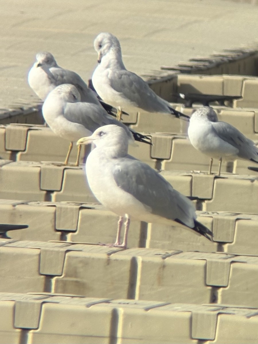 American Herring Gull - ML644493004