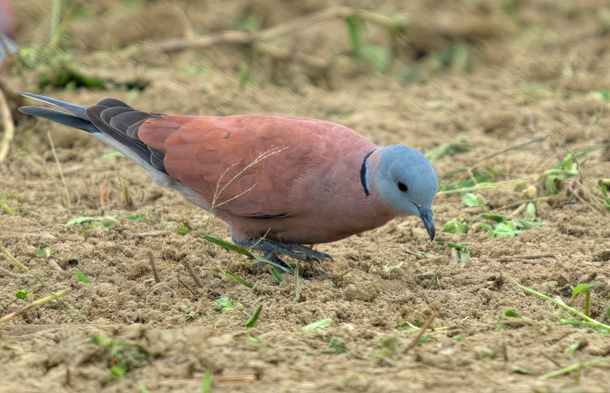 Kızıl Kumru - ML644493006