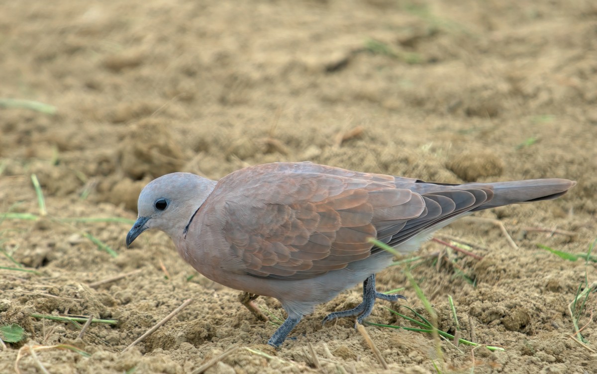 Kızıl Kumru - ML644493007