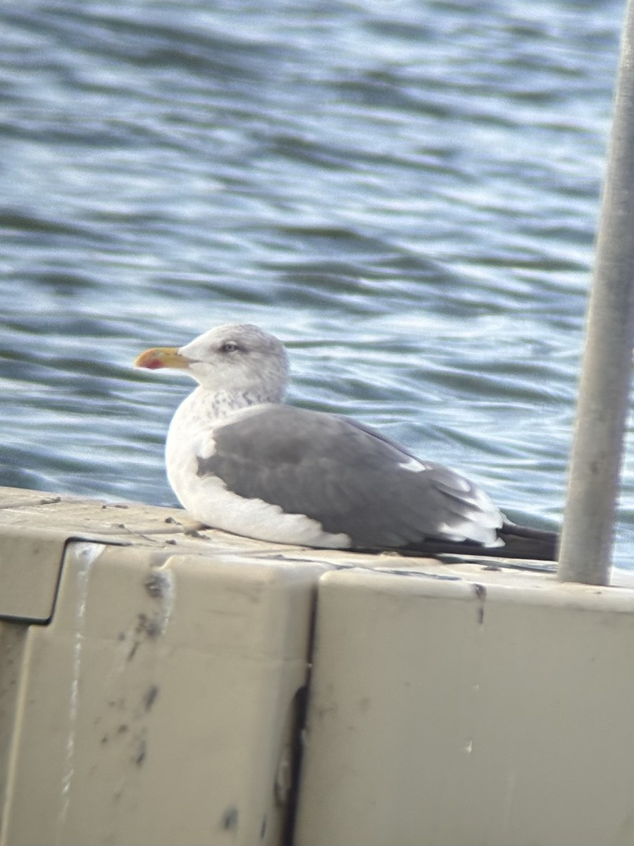 Бэсрэг цахлай - ML644493021