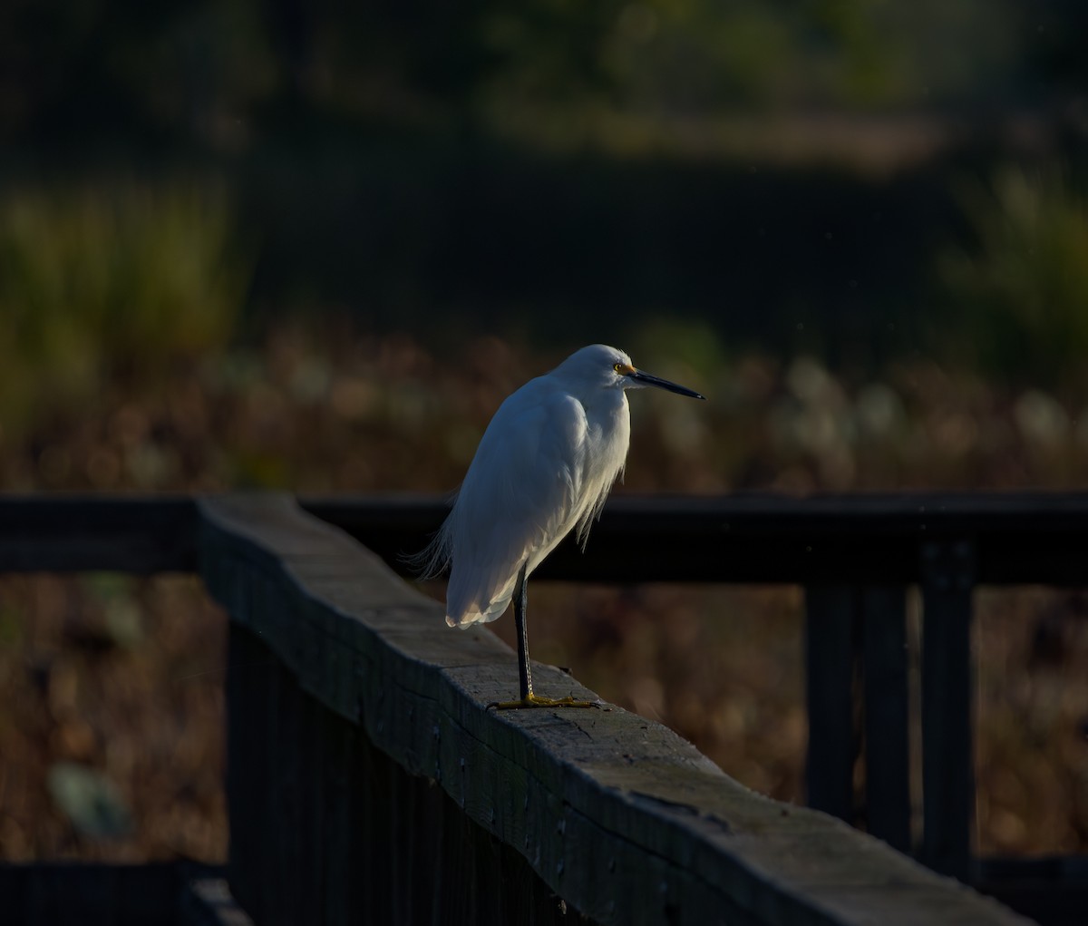 ユキコサギ - ML644493023
