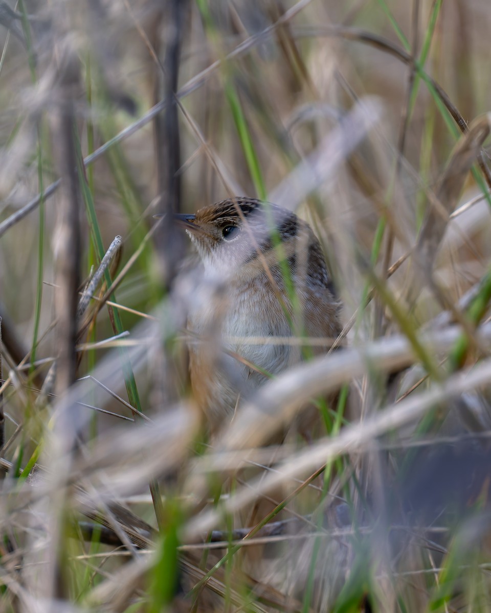 Seggenzaunkönig - ML644493031