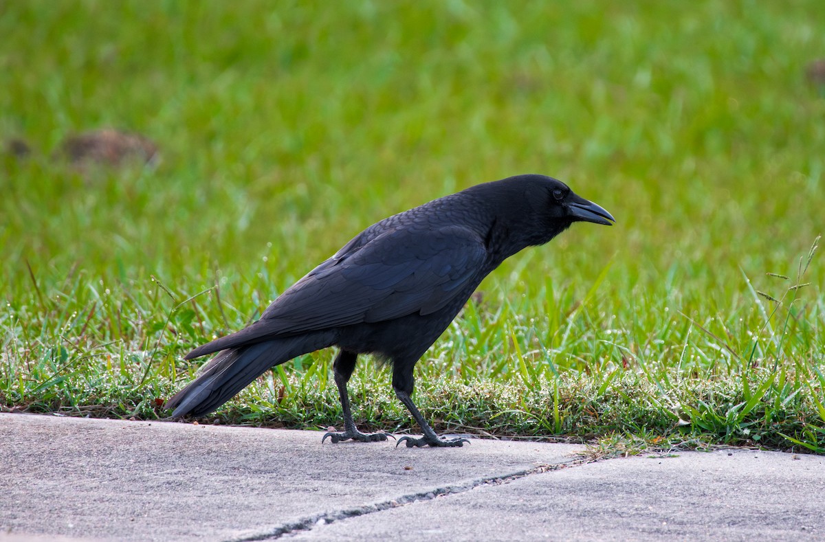 アメリカガラス - ML644493038