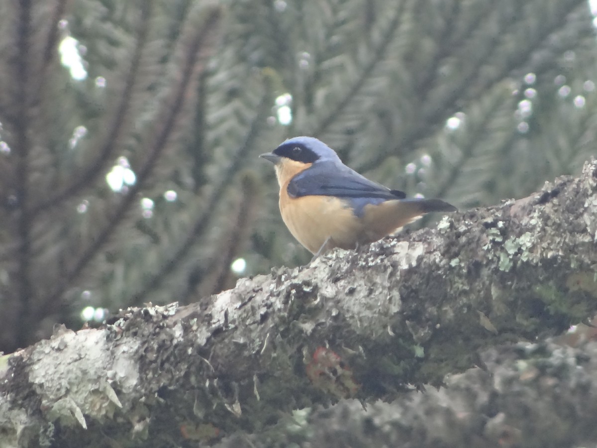Fawn-breasted Tanager - ML644493040