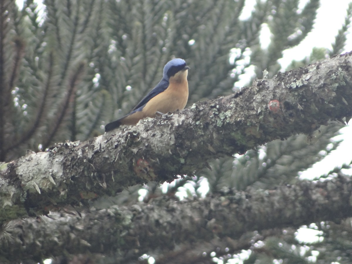 Fawn-breasted Tanager - ML644493042