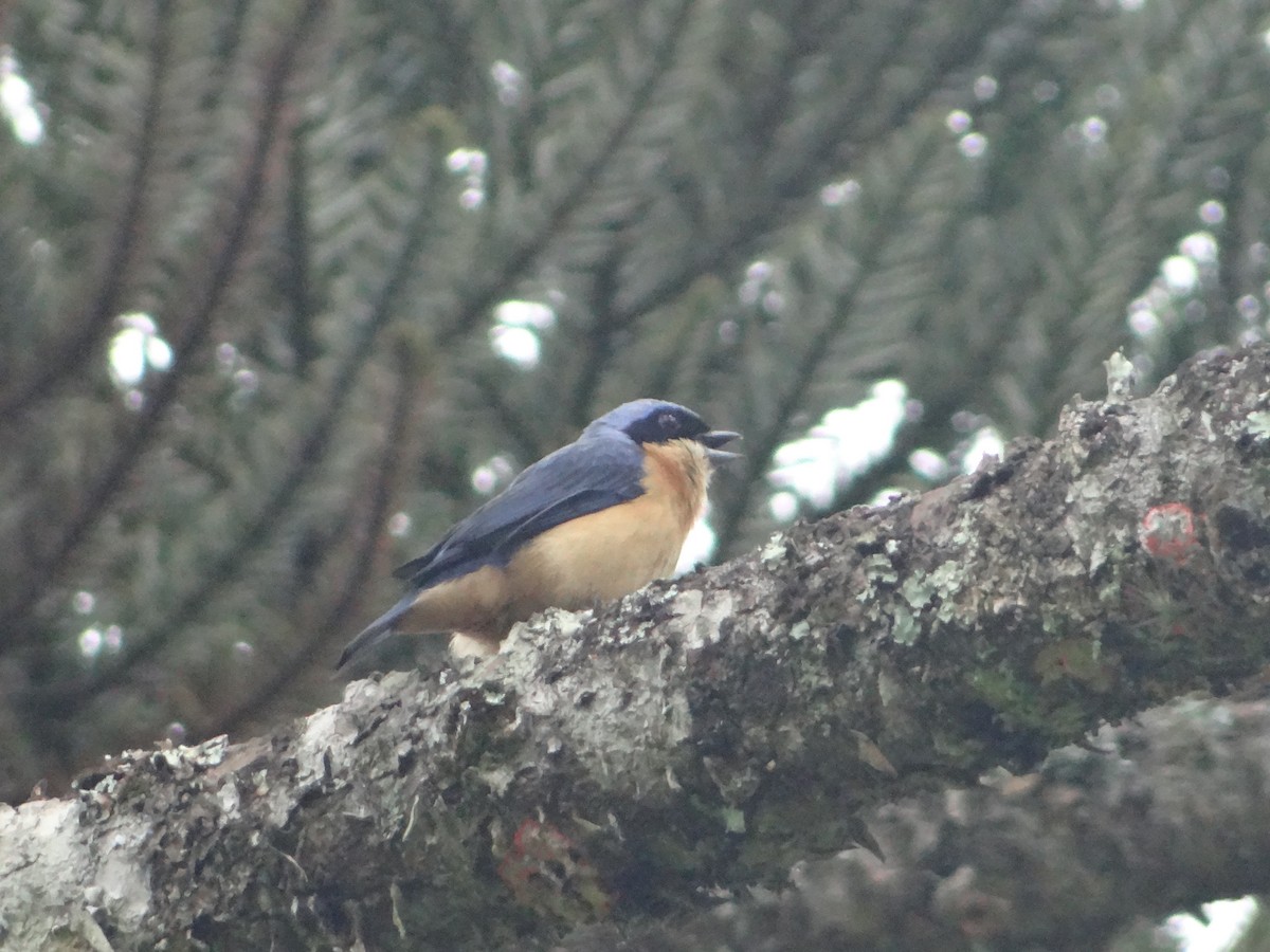 Fawn-breasted Tanager - ML644493043