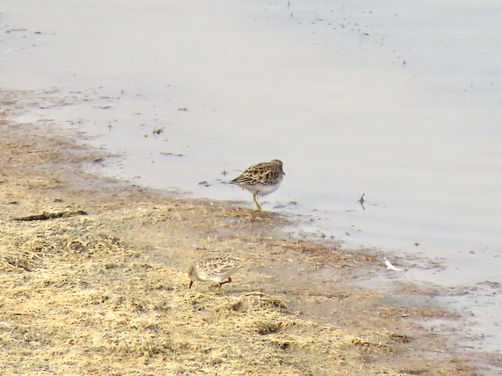 Least Sandpiper - ML644493044