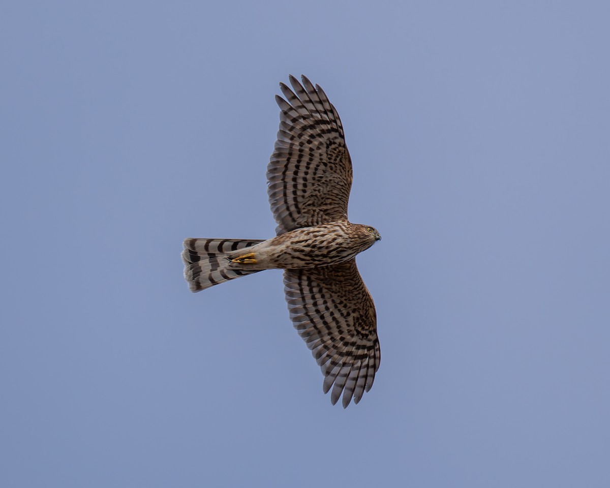 Eckschwanzsperber - ML644493047