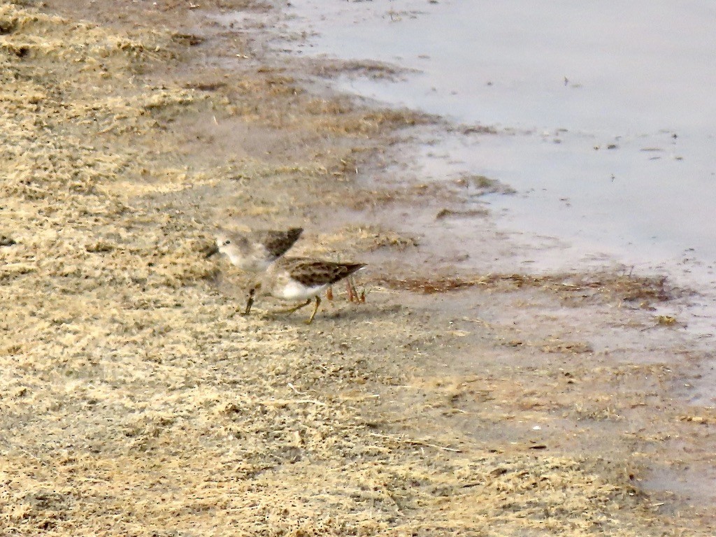 Least Sandpiper - ML644493048