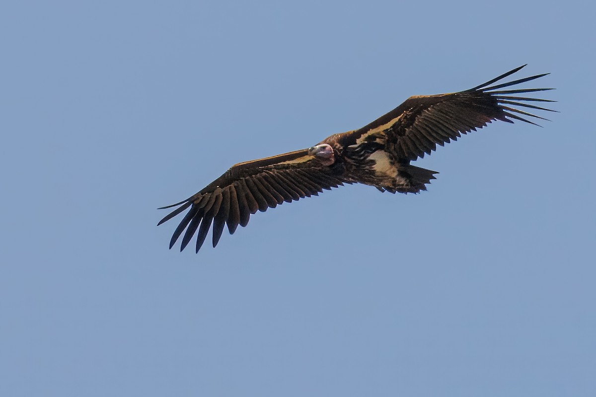 Vautour oricou - ML644493049