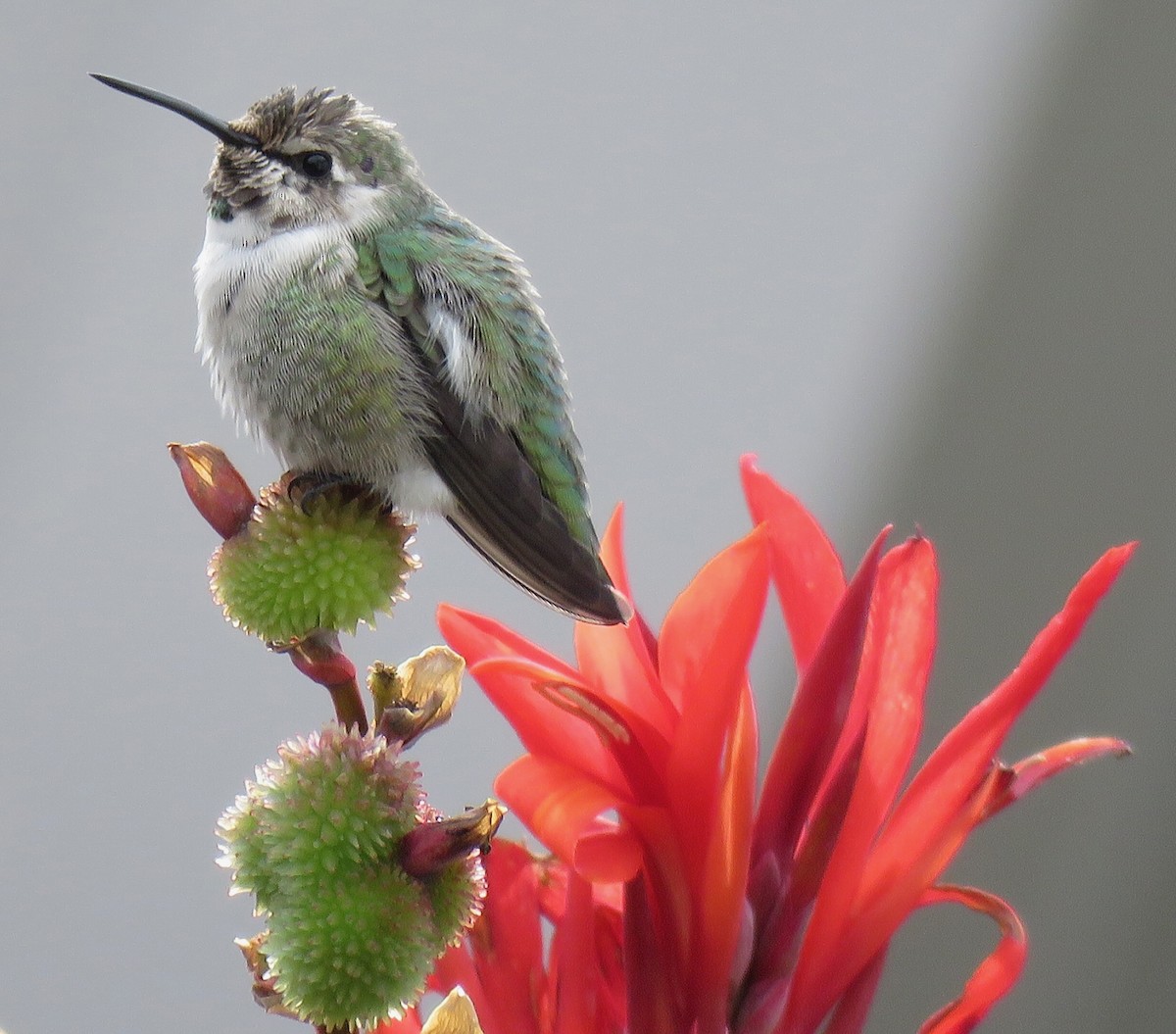 Colibri de Costa - ML644493051