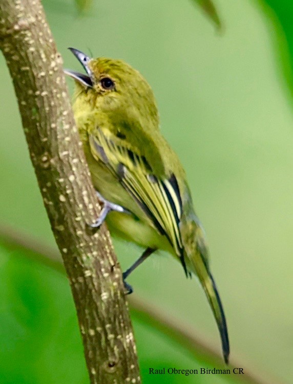 Ochre-lored Flatbill - ML644493053