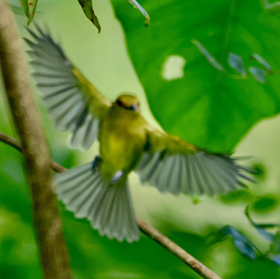 Ochre-lored Flatbill - ML644493054