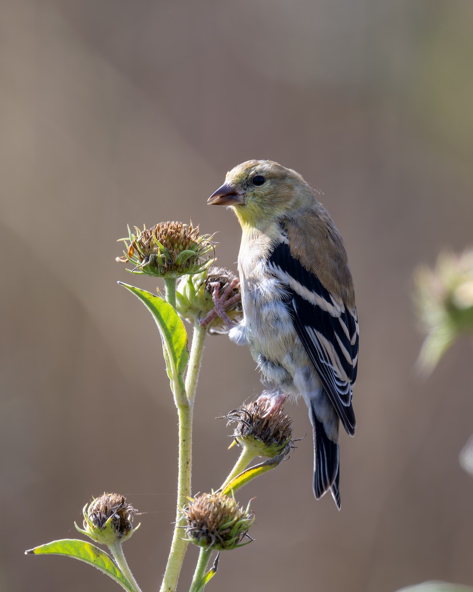 Goldzeisig - ML644493055