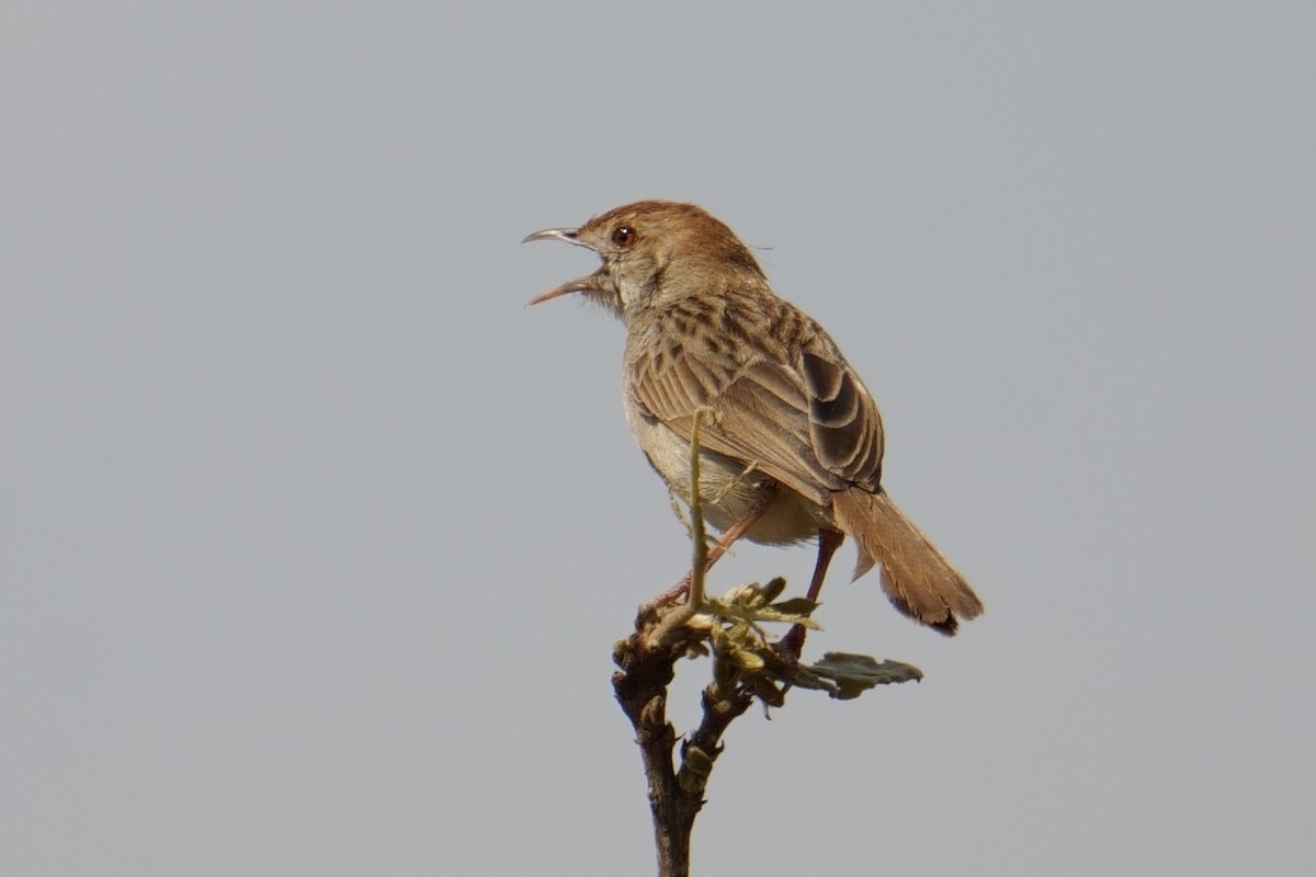 Rattling Cisticola - ML644493057