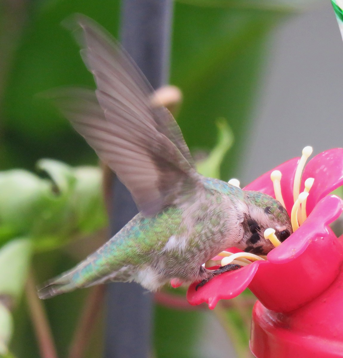 Colibri de Costa - ML644493058