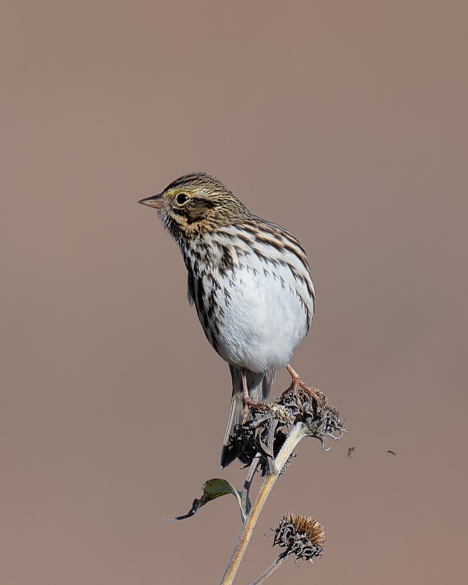 Grasammer - ML644493061