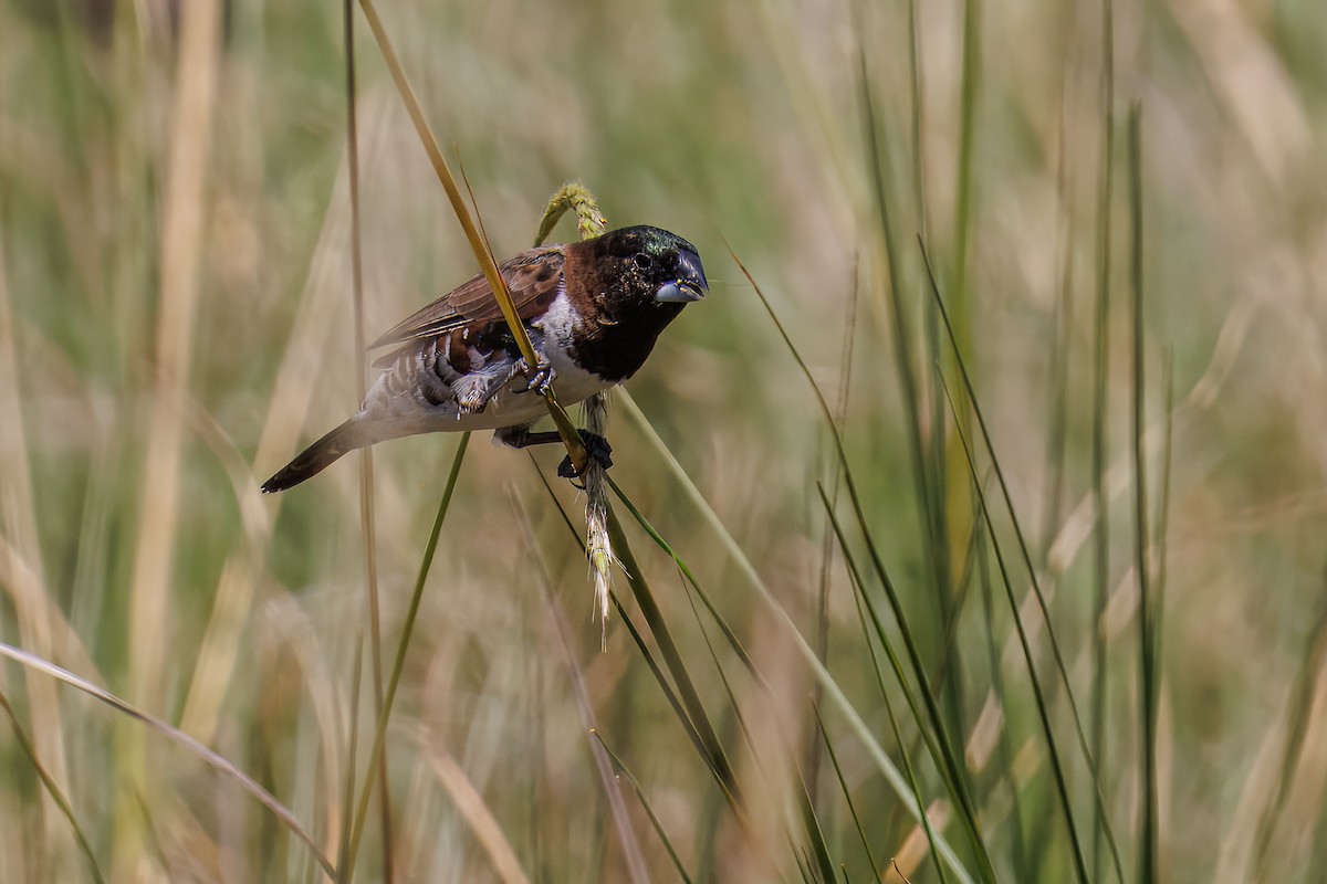 Kleinelsterchen - ML644493063