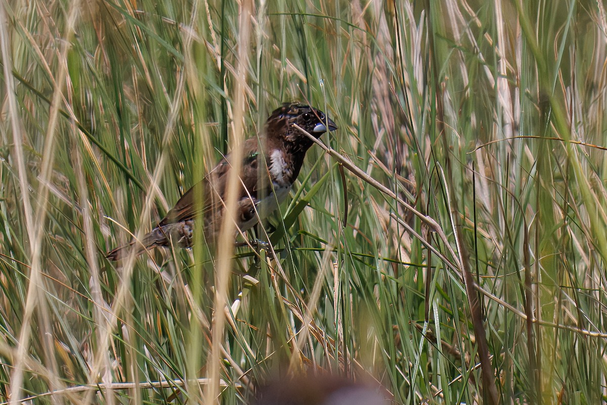 Kleinelsterchen - ML644493064