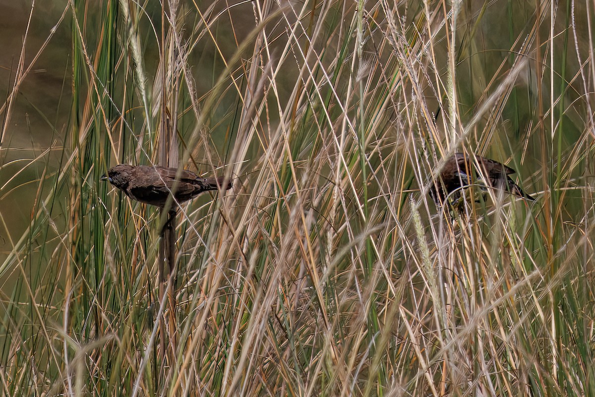 Kleinelsterchen - ML644493065