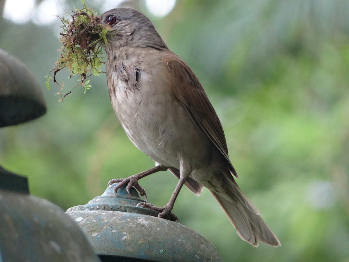 Fahlbrustdrossel - ML644493082