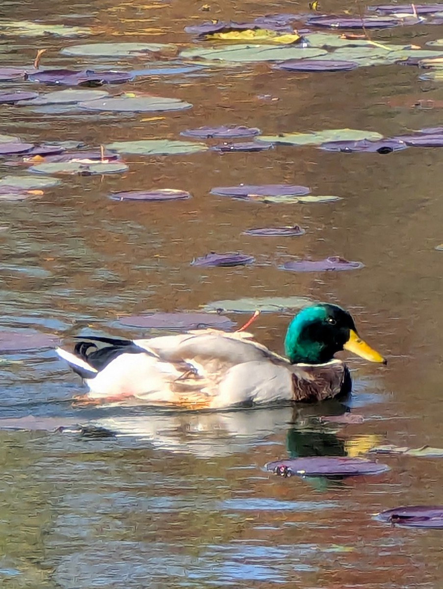 Mallard - ML644493083
