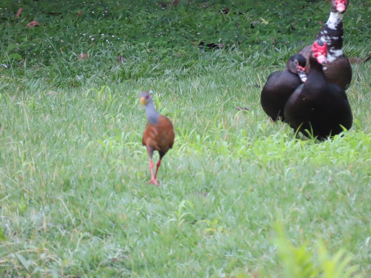 Gray-cowled Wood-Rail - ML644493086