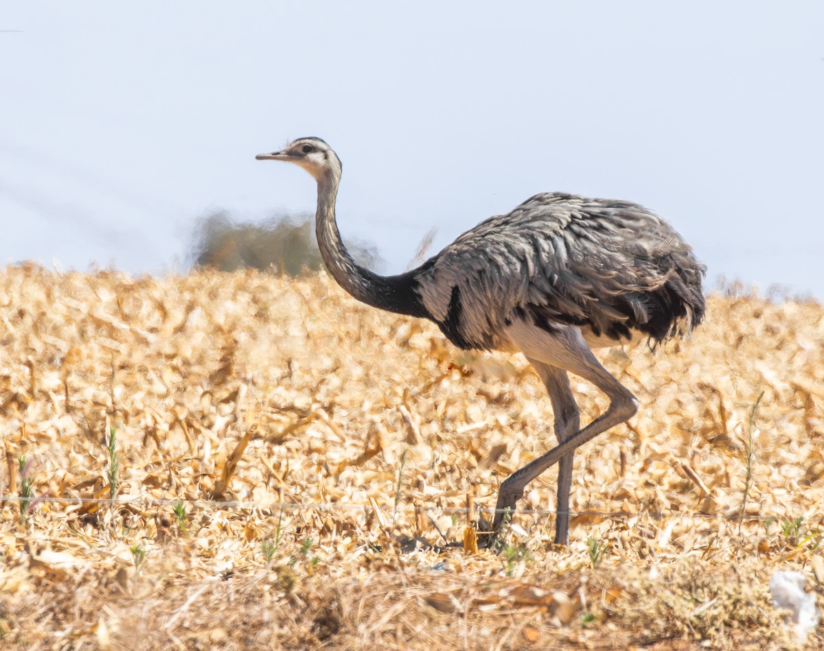 nandu pampový - ML644493091