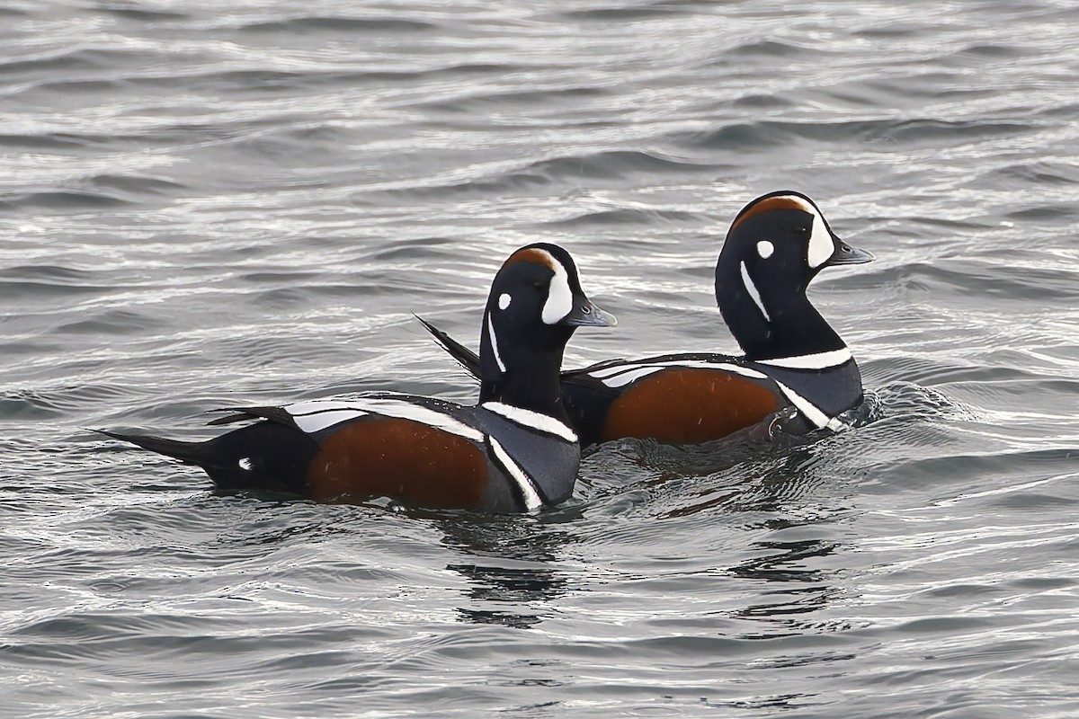 Хотгуужин чөрх - ML644493101