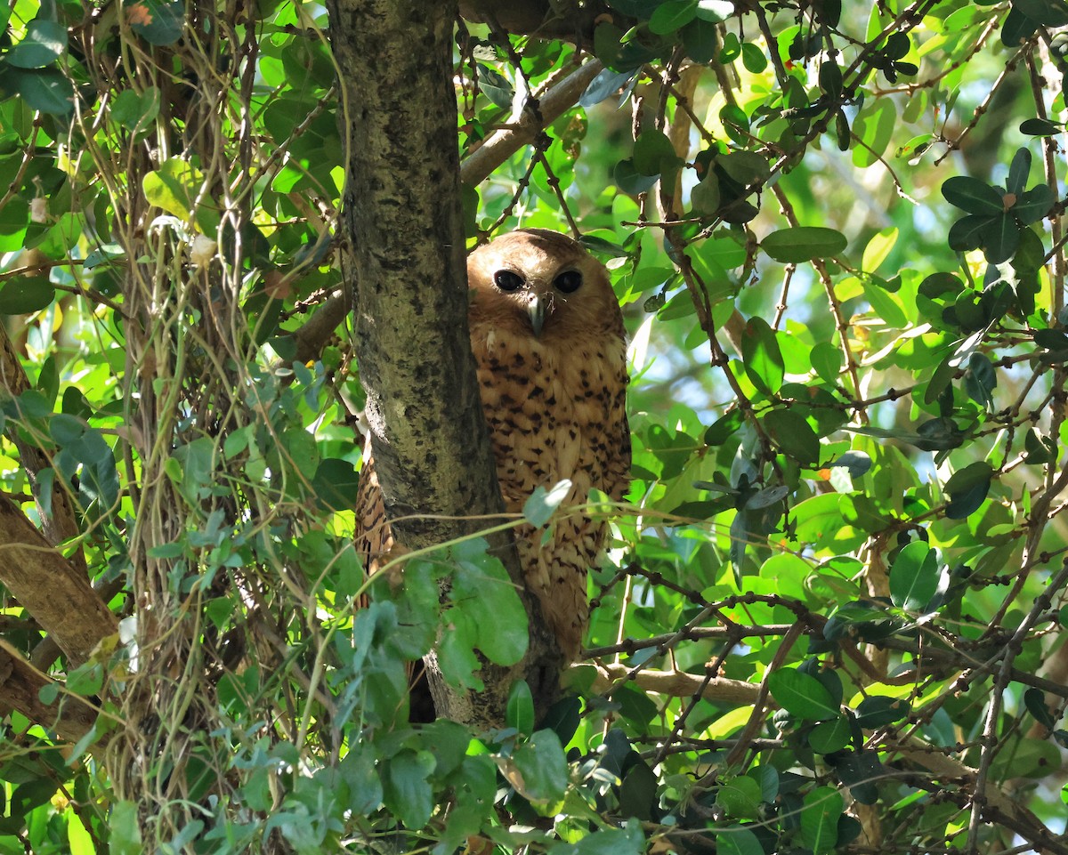 Pel's Fishing-Owl - ML644493105