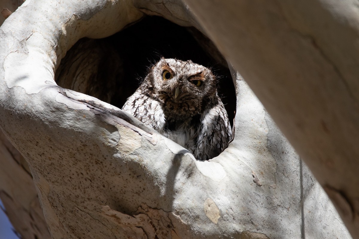 Petit-duc des montagnes - ML644493106