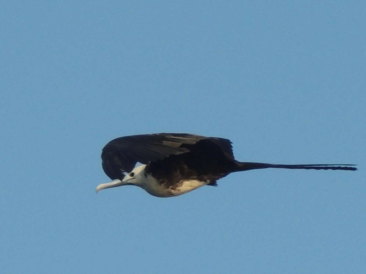 Magnificent Frigatebird - ML644493121