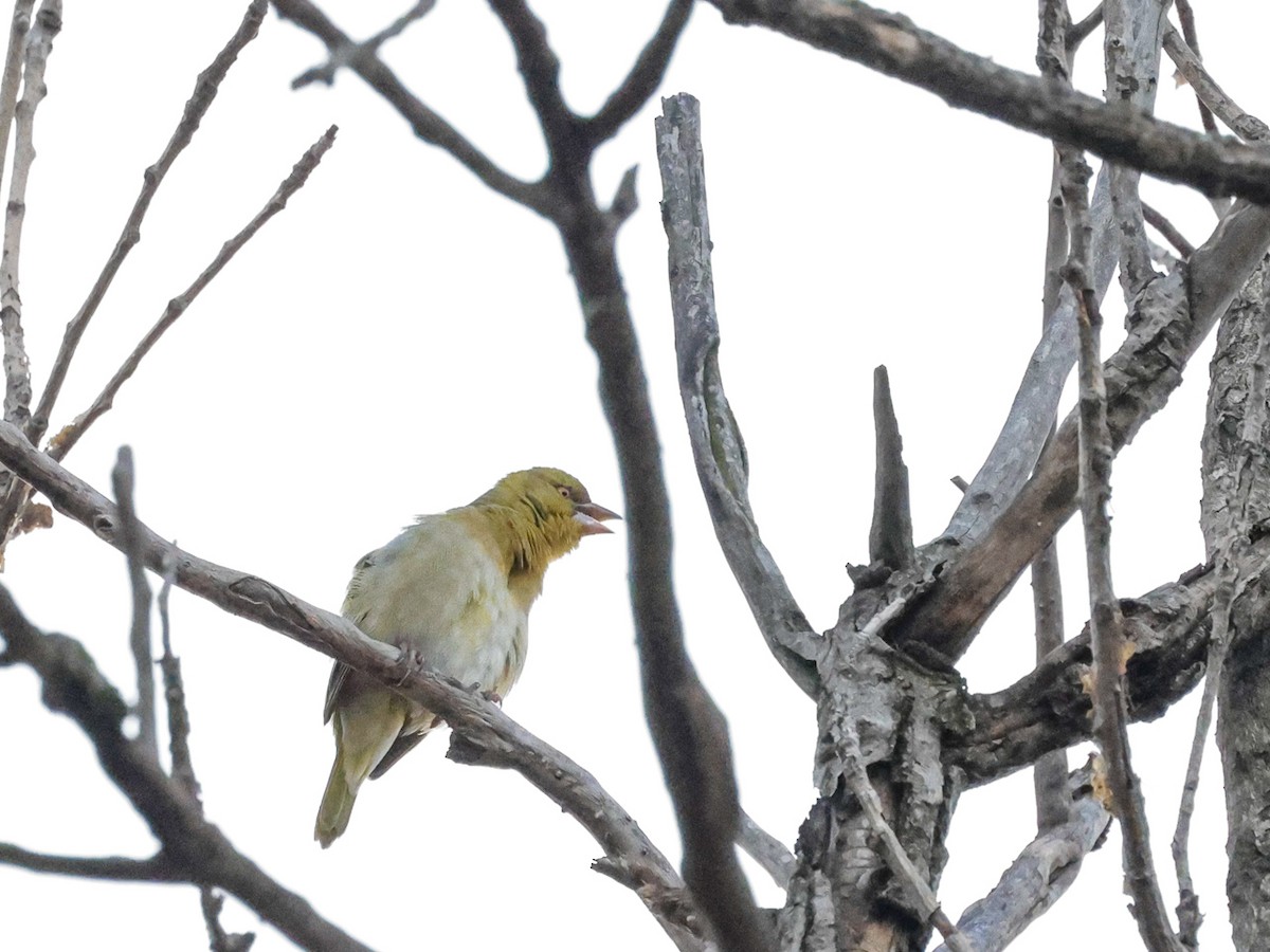 Tisserin à tête rousse - ML644493122