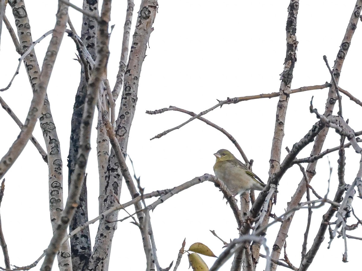 Tisserin à tête rousse - ML644493123