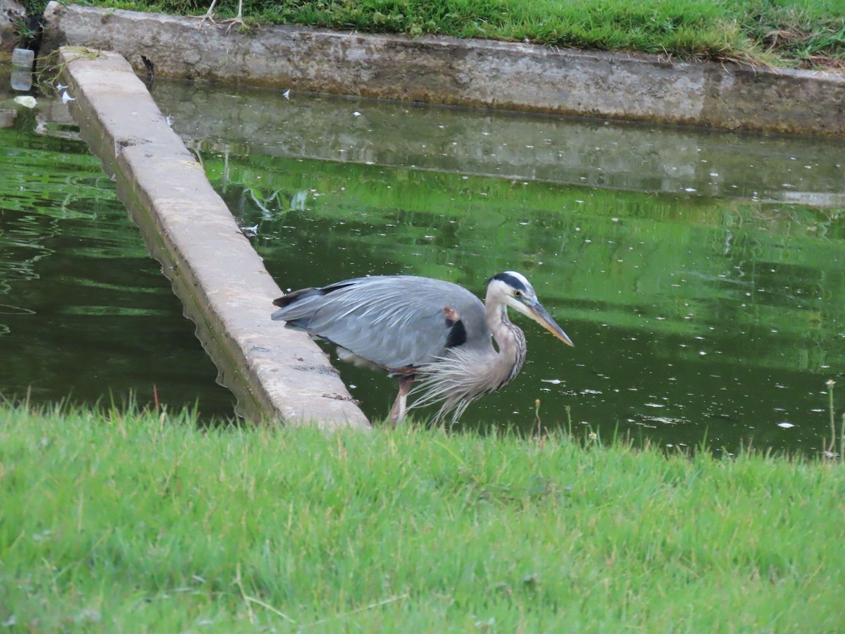 Great Blue Heron - ML644493124