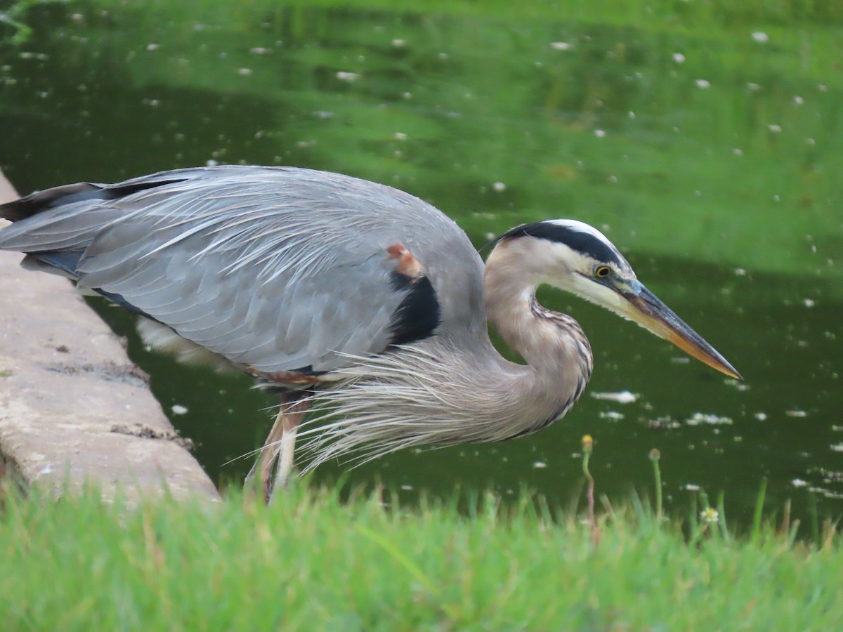 Great Blue Heron - ML644493125